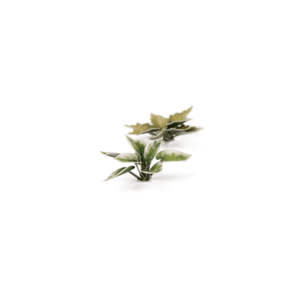 Laserplants: Plantain Lily - MiniHobby