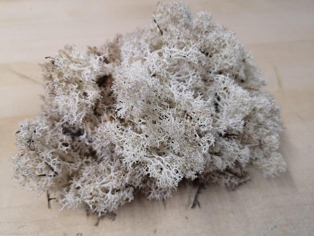 Lichen Moss - Natural - MiniHobby