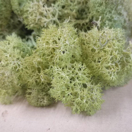Lichen Moss - Old Green - MiniHobby