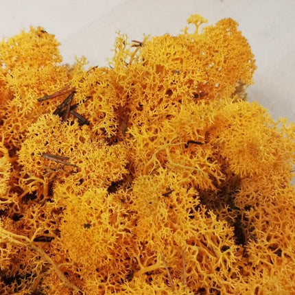 Lichen Moss - Orange - MiniHobby
