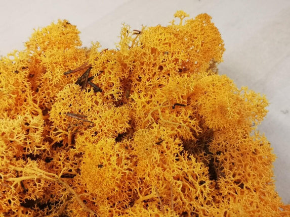Lichen Moss - Orange - MiniHobby