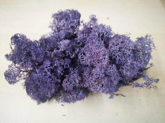 Lichen Moss - Violet - MiniHobby
