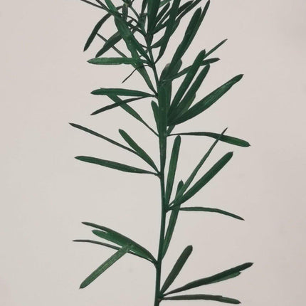 Preserved Asparagus Fern - MiniHobby