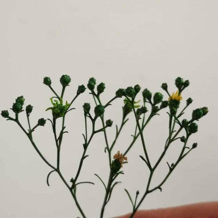 Preserved Broom Flower Buds - MiniHobby