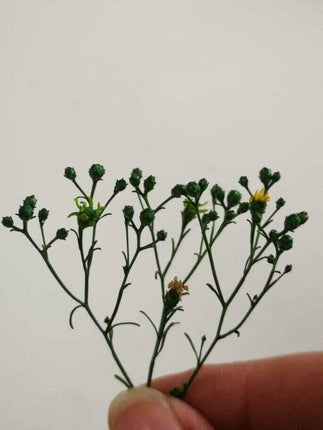 Preserved Broom Flower Buds - MiniHobby