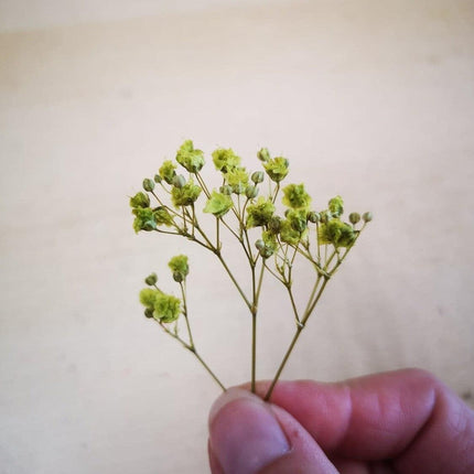 Preserved Flower Blooms Lime - MiniHobby