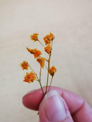 Preserved Flower Blooms Orange - MiniHobby