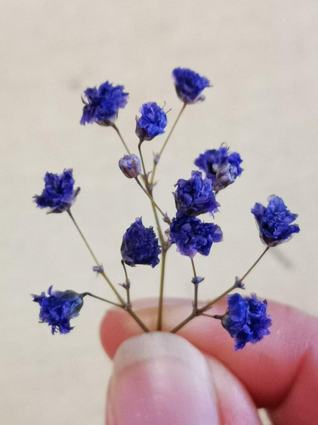 Preserved Flower Blooms Purple - MiniHobby
