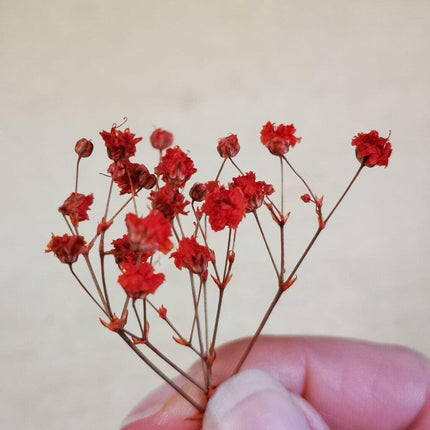 Preserved Flower Blooms Red - MiniHobby