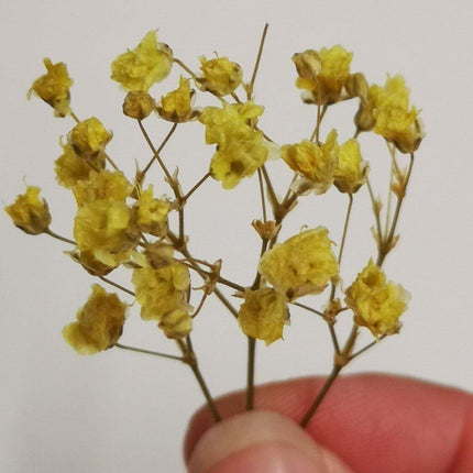 Preserved Flower Blooms Yellow - MiniHobby