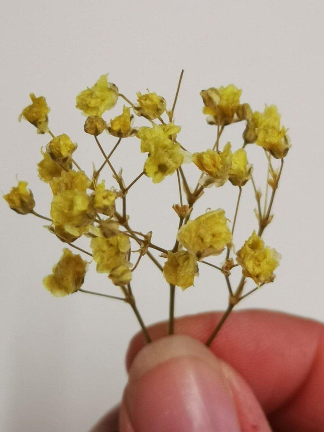 Preserved Flower Blooms Yellow - MiniHobby