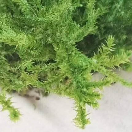 Preserved Foliage - Star Moss - MiniHobby