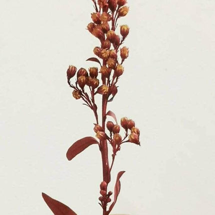Preserved Tall Climbers - Red - MiniHobby