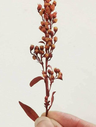 Preserved Tall Climbers - Red - MiniHobby